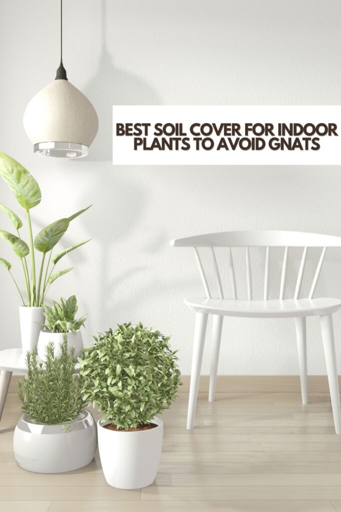 best soil cover for indoor plants to avoid gnats
