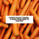 Carrot Plant Stages: A Guide From Seed to Harvest