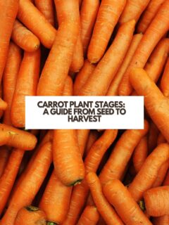 Carrot-Plant-Stages-A-Guide-From-Seed-to-Harvest