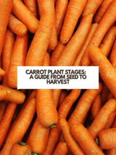 Carrot-Plant-Stages-A-Guide-From-Seed-to-Harvest