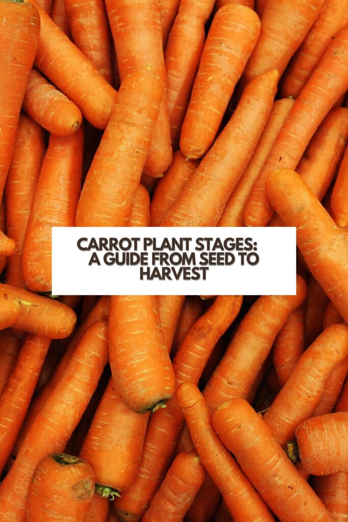 Carrot Plant Stages: A Guide From Seed to Harvest