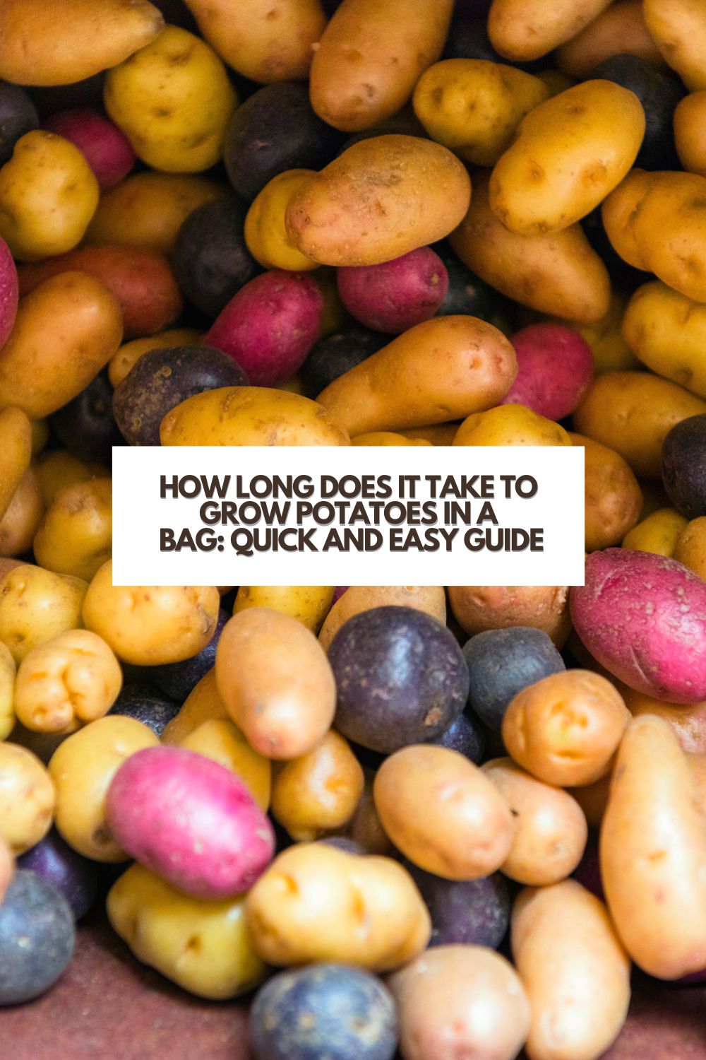 How Long Does it Take to Grow Potatoes in a Bag Quick and Easy Guide