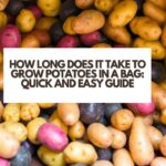 How Long Does it Take to Grow Potatoes in a Bag: Quick and Easy Guide