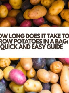 How Long Does it Take to Grow Potatoes in a Bag: Quick and Easy Guide