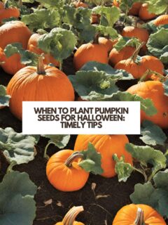 when-to-plant-pumpkin-seeds-for-halloween-timely-tips