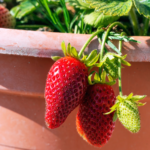 Best Way to Grow Strawberries at Home: The Ultimate Guide
