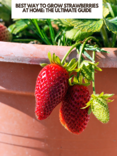 best way to grow straberries at home