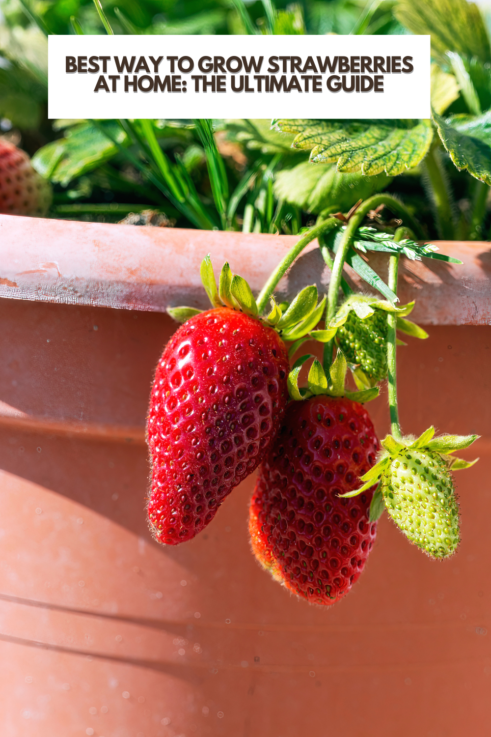 Growing Strawberries in the Home Garden