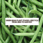 Green Bean Plant Stages: Lifecycle from Seed to Harvest