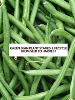 Green Bean Plant Stages