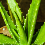 Why Is My Aloe Plant Turning Red: Stress Signals and Solutions