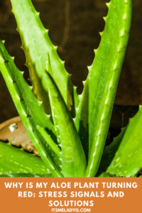 agave terrasse Agave Tequilana - 24" Box